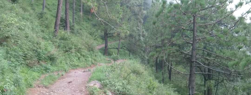 Gilbert Trail Kasauli Nature Hike Himachal Pradesh